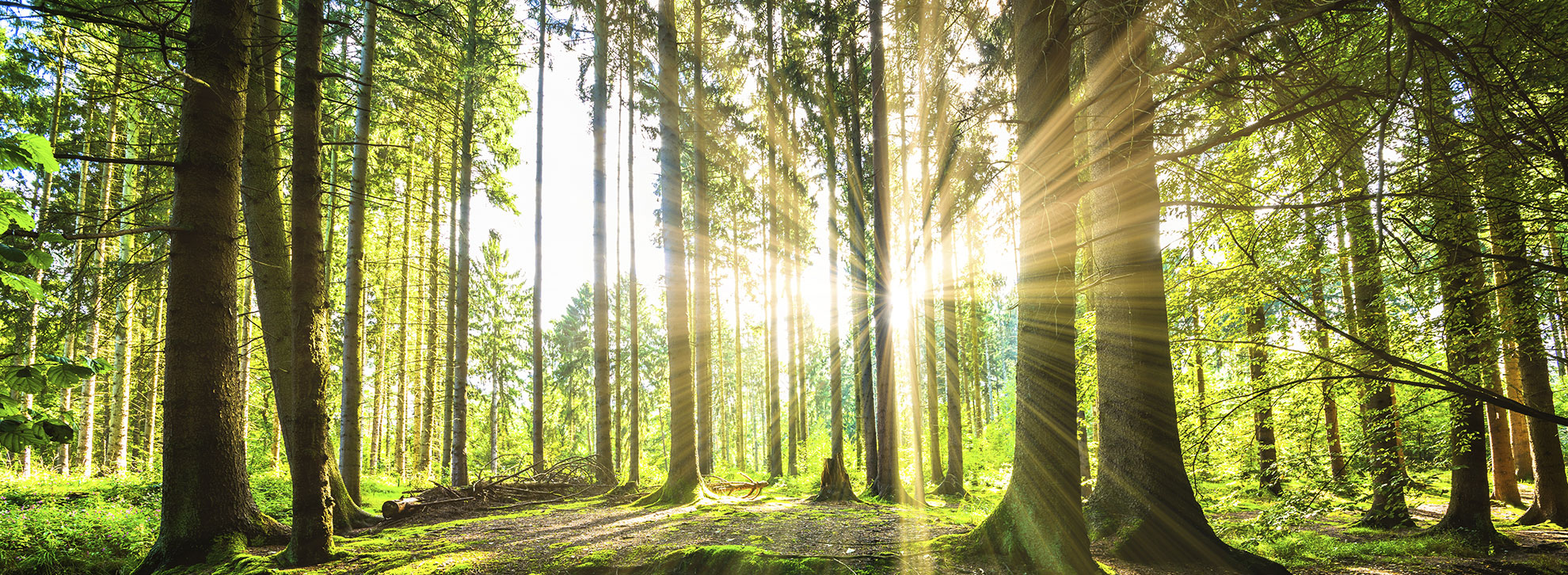Titelbild schönes Natur. Sonnenlicht im Wald