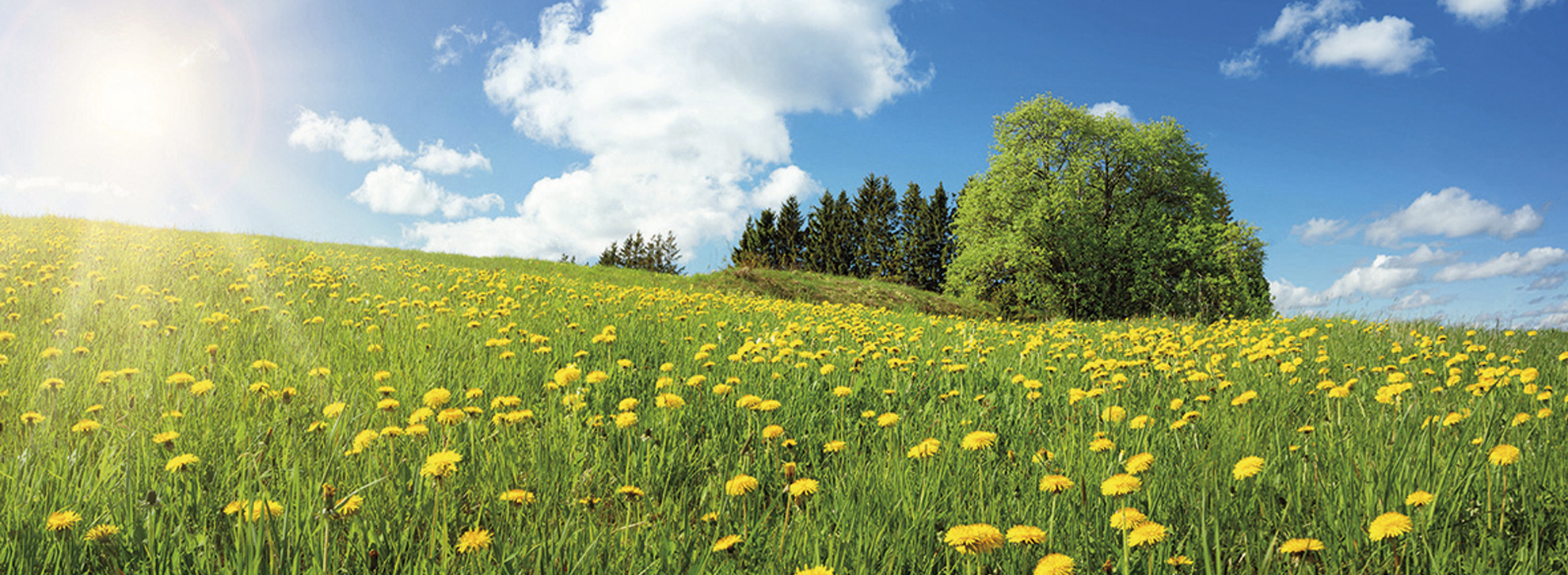 Titelbild schönes Natur. Feld mit Blümen