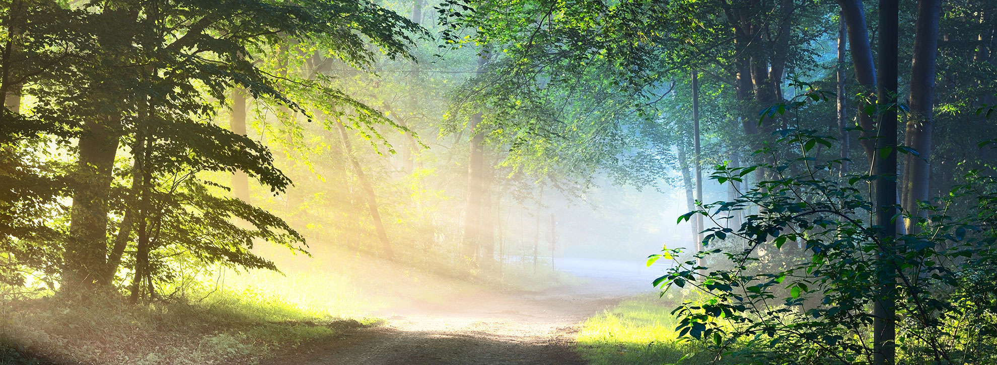 Titelbild schönes Natur. Sonnenlicht im Wald